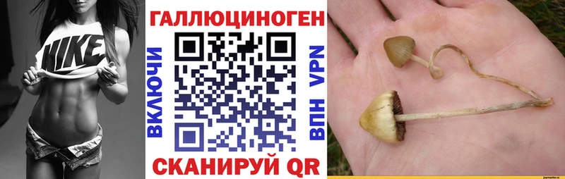 Псилоцибиновые грибы Psilocybe  Купить  Невель 
